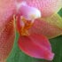 Phalaenopsis-Hybride